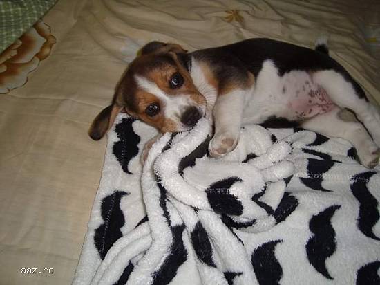 Puiuți Beagle