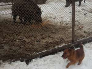 vand caine welshterrier
