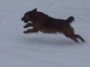 vand caine welshterrier