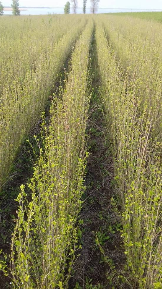Vând produse destinate amenajării de grădini si garduri vii