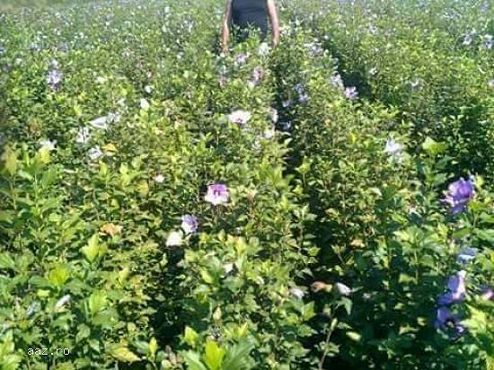 Vând produse destinate amenajării de grădini si garduri vii