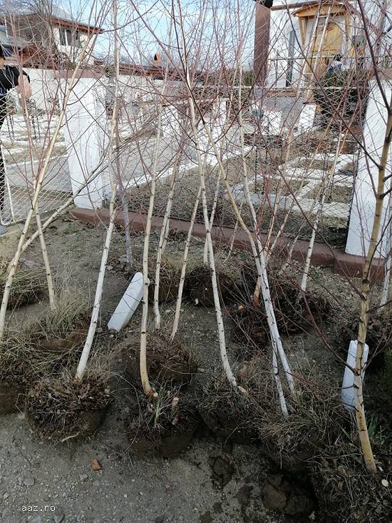 Vând produse destinate amenajării de grădini si garduri vii