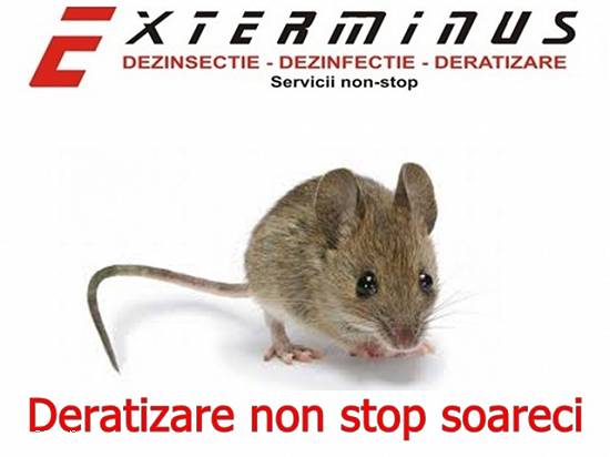 deratizare non stop