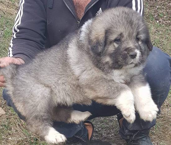 Căței ciobănesc Caucazian