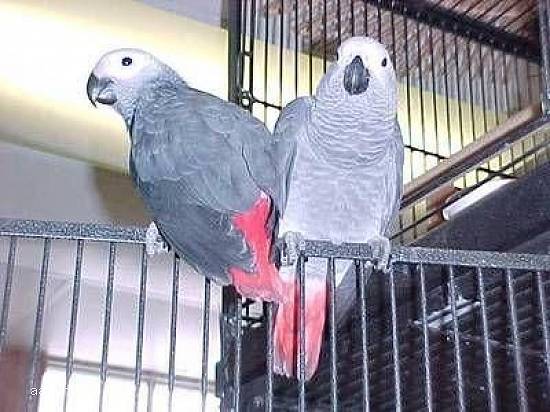 Parrots for sale online https://*****
