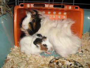 Vand puiuti de porcusor de angora