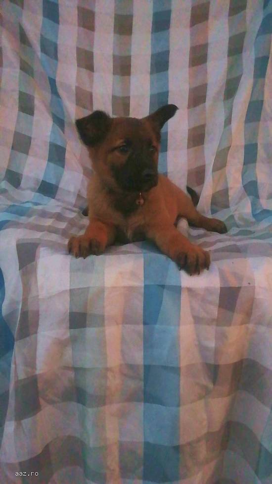 Căței ciobanesc belgian malinois