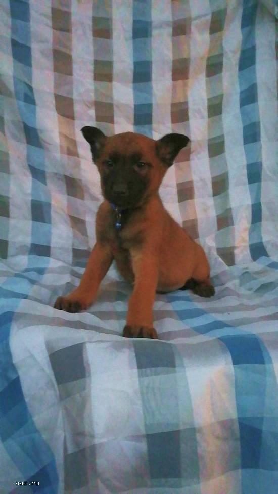 Căței ciobanesc belgian malinois