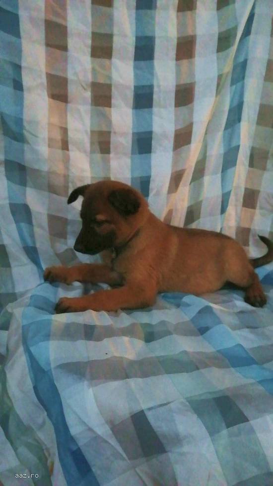 Căței ciobanesc belgian malinois