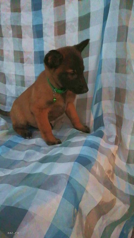 Căței ciobanesc belgian malinois