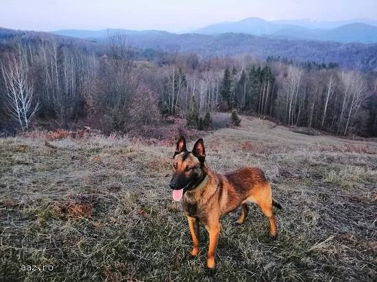 Căței ciobanesc belgian malinois