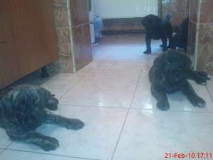 vand catei presa canario