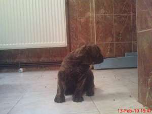 vand catei presa canario