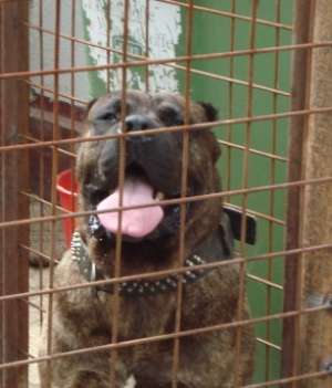 vand catei presa canario