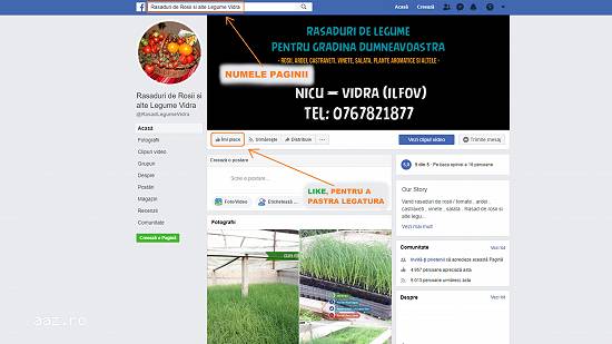 Rasaduri legume : Rasad de rosii rasaduri de ardei rasaduri de flori