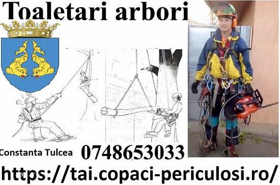 copaci mari Constanta