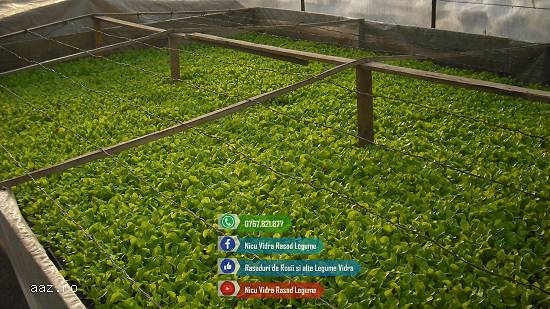 Rasad de salata verde de vanzare 2024