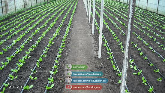 Rasad de salata verde de vanzare 2026
