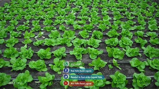 Rasad de salata verde de vanzare 2026