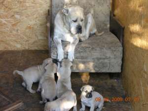 vand puii de bullmastiff
