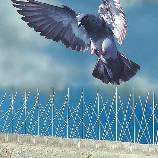Banda cu tepi -anti porumbei (S-A-E)
