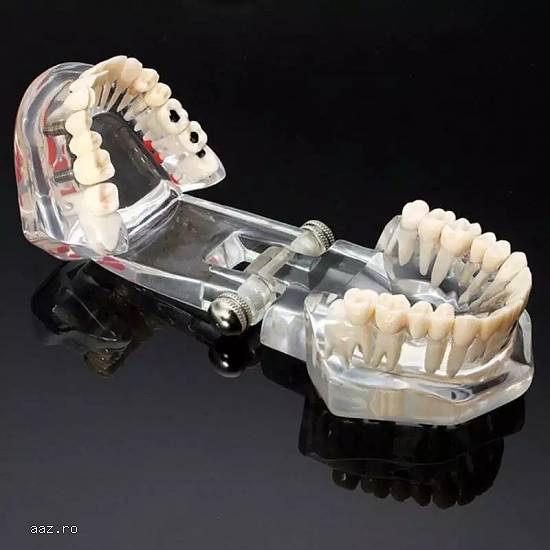 Model dentar Macheta dentara Dinti artificiali stomatologie