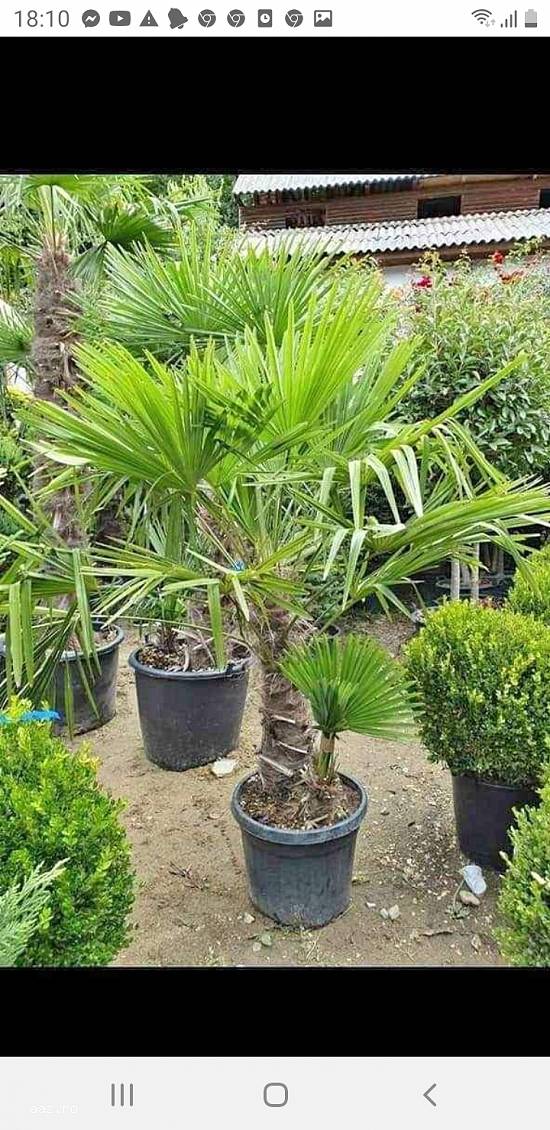 Executăm lucrări din piatră de munte Grătare cascade de curte la pret de producator plante ornam