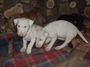VAND PUI BULL TERRIER