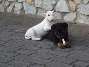 VAND PUI BULL TERRIER