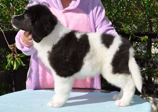 Pui Catel Landseer