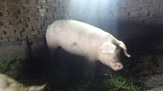 Porci