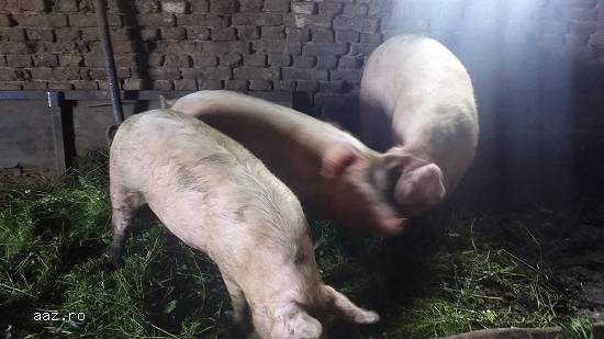 Porci