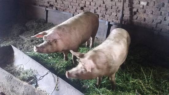 Porci