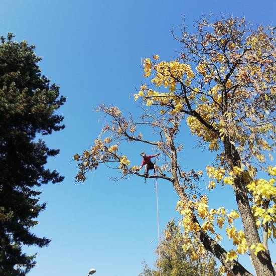 Firma servicii toaletare - toaletat copaci,   doborat arbori,   defrisari