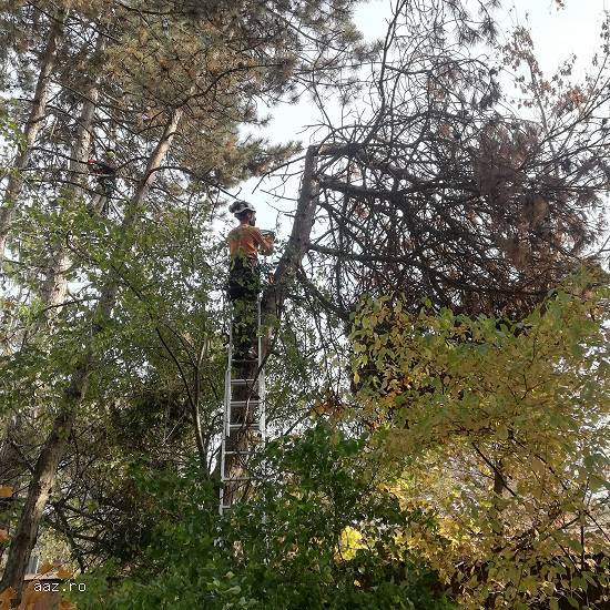 Firma servicii toaletare - toaletat copaci,   doborat arbori,   defrisari