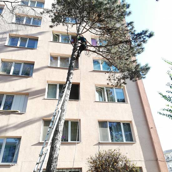 Firma servicii toaletare - toaletat copaci,   doborat arbori,   defrisari