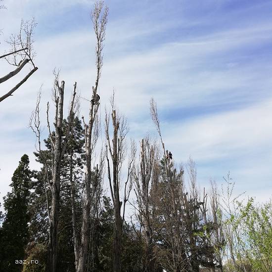 Firma servicii toaletare - toaletat copaci,   doborat arbori,   defrisari