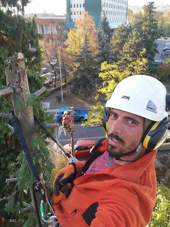 Firma Toaletare Copaci Cluj - Servicii toaletari arbori toaletat pomi