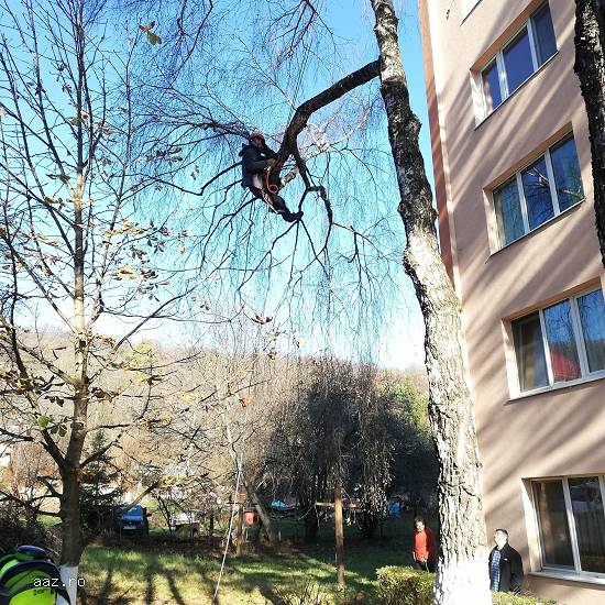 Firma Toaletare Copaci Cluj - Servicii toaletari arbori toaletat pomi