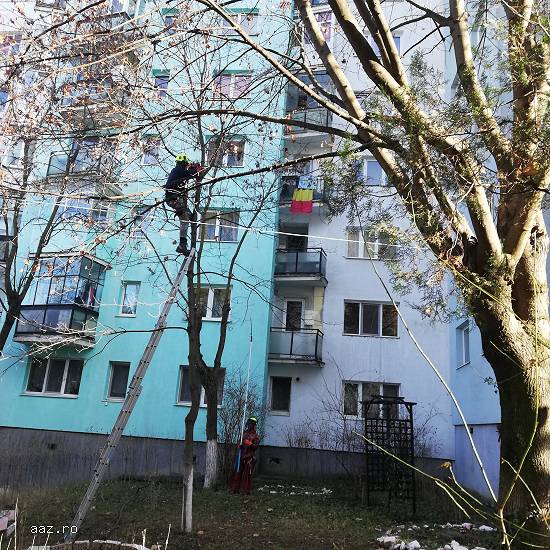 Firma Toaletare Copaci Cluj - Servicii toaletari arbori toaletat pomi