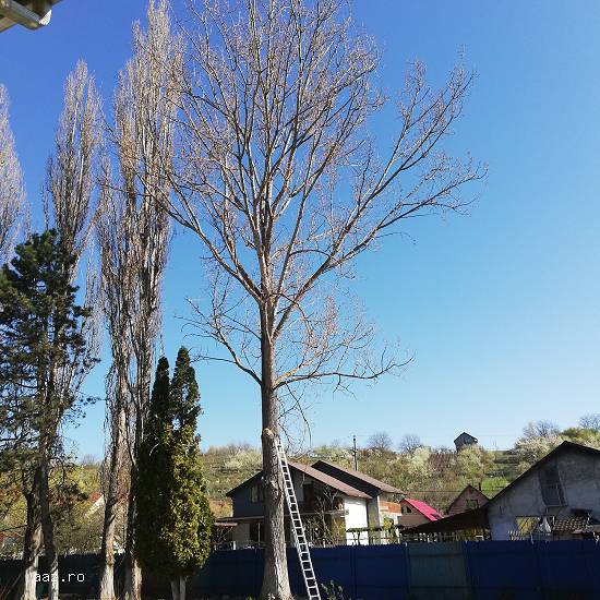 Firma Toaletare Copaci Cluj - Servicii toaletari arbori toaletat pomi