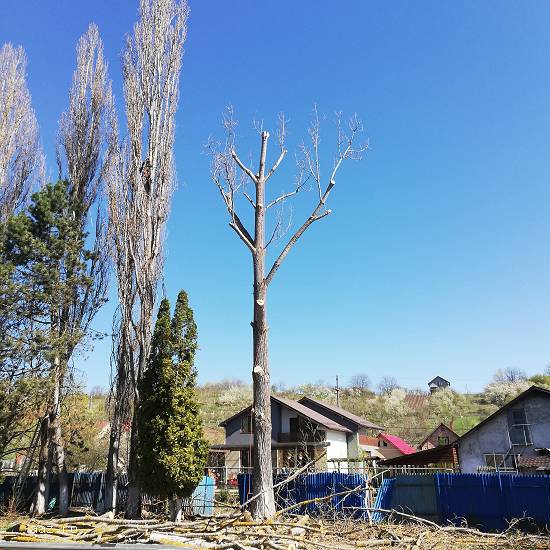 Firma Toaletare Copaci Cluj - Servicii toaletari arbori toaletat pomi