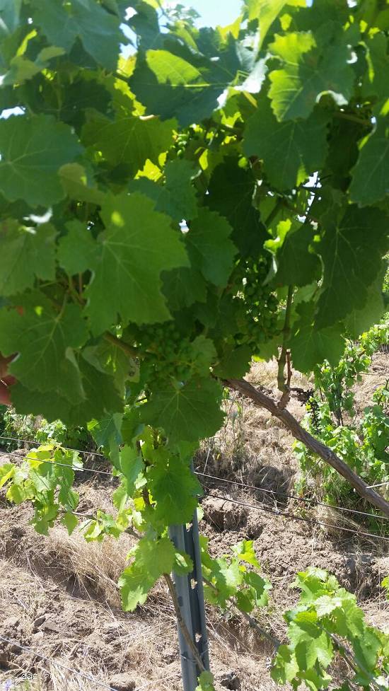 Teren extravilan si vita de vie D&G Agricolture