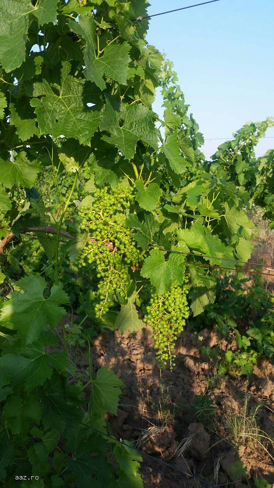 Teren extravilan si vita de vie D&G Agricolture