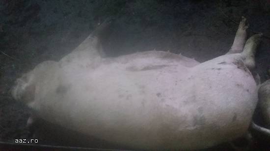 Porc