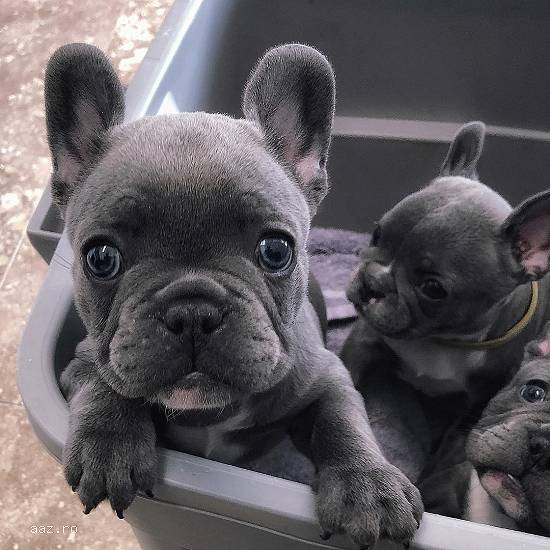 laxpup