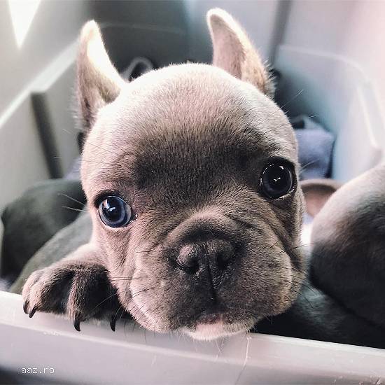 laxpup