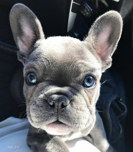 laxpup
