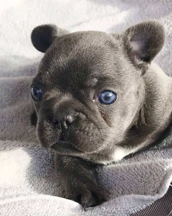 laxpup
