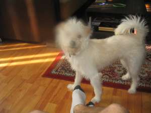 vand bichon maltese